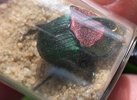 Rainbow Scarab